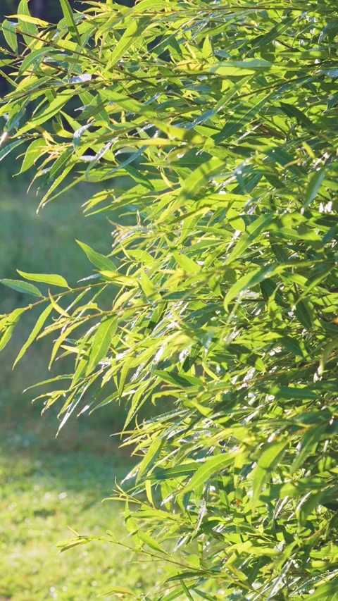 Sunlit leafy hedge with shifting focus, glinting highlights, and side-view paral Stock Footage 341884660
