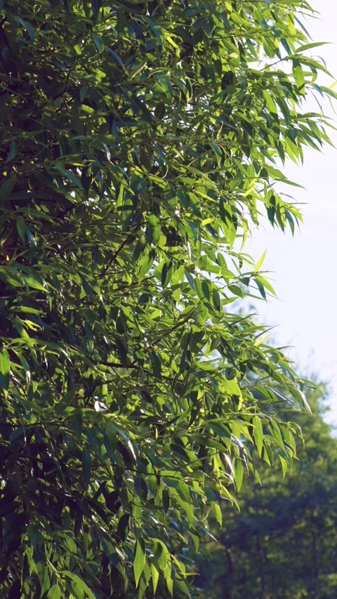 Sunlit leafy hedge with shifting focus, glinting highlights, and side-view paral Stock Footage 341884992
