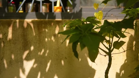 Sunlit Leaves Cast Shadows on Wall Stock Footage 346609631