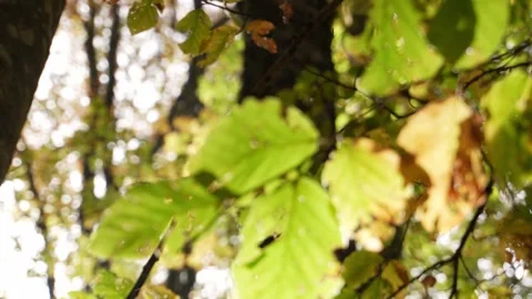 Sunlit Leaves. Stock Footage 254521861