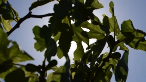 Sunlit Leaves 库存影片 325742345