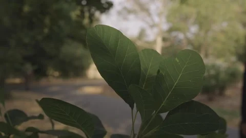 Sunlit Leaves Foreground with Empty Park Path, Shallow DOF Stock Footage 341429341