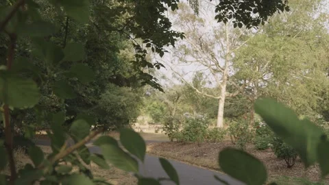 Sunlit Leaves Foreground with Empty Park Path, Shallow DOF Stock Footage 341429386