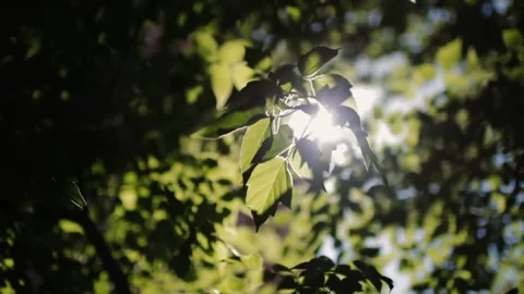 Sunlit leaves with forest canopy. Stock Footage 306652614