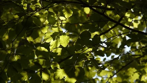 Sunlit leaves in forest close up Stock Footage 291152754