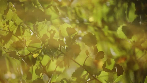 Sunlit leaves reflect in the gently moving water of a lake - close up. 4K tripod Stock Footage 252763830