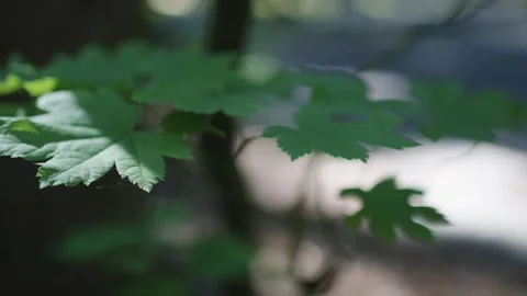 Sunlit Leaves in Soft Focus with Forest Backdrop Stock Footage 255967426