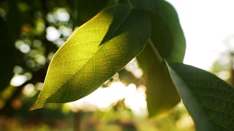 Sunlit leaves sway in wind Video stock 160643080