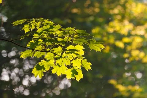 Sunlit leaves on tree Stock Photos