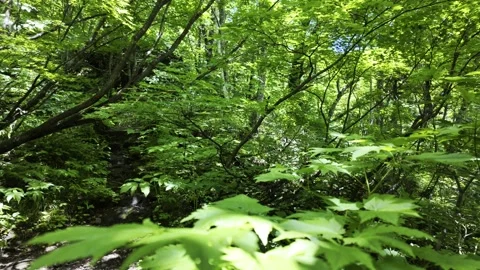 Sunlit Leaves in the Trees Stock Footage 321951976