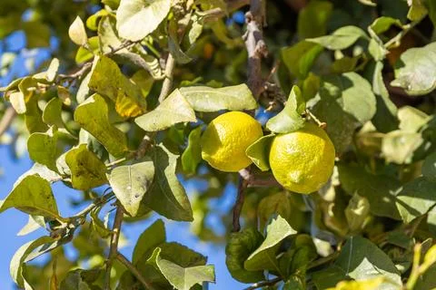 A sunlit lemon tree in Spain with numerous fruits on the trees, eco-friendl.. Stock Photos