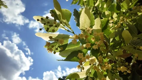 Sunlit Linden Tree Branches in Bloom Stock Footage 293044651