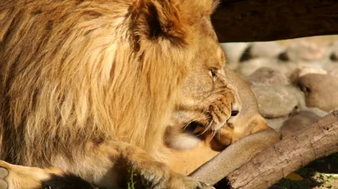 Sunlit lion, calm lying on boulder background, gnawing and licking his penis. Stock Footage 46424724