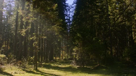 Sunlit lush alpine forest Stock Footage 258937812