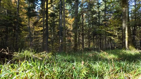 Sunlit Lush Forest for Earth Day Stock Footage 288832617