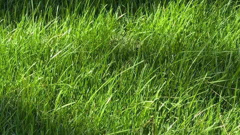 Sunlit Lush Green Grass Stock Footage 306919529