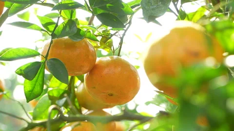 Sunlit Mandarin Orange Close-up with Foreground Bokeh in Vietnam Stock Footage 326733972