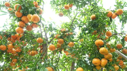 Sunlit Mandarin Orange Trees with Backlight in Vietnam Orchard Stock Footage 326791331