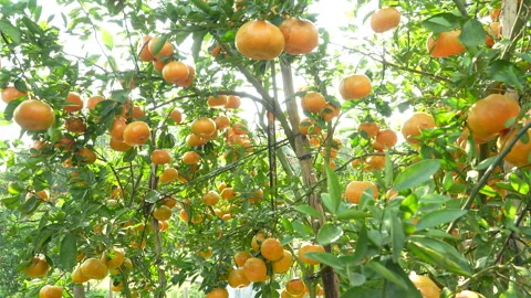Sunlit Mandarin Orange Trees Laden with Ripe Fruit in Vietnam Stock Footage 326767226