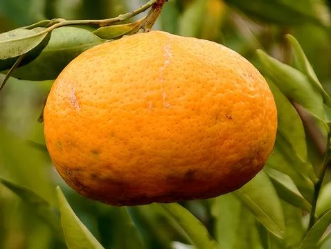 Sunlit mandarin on tree, Home gardener collecting freshly ripened mandarin .. Stock Photos