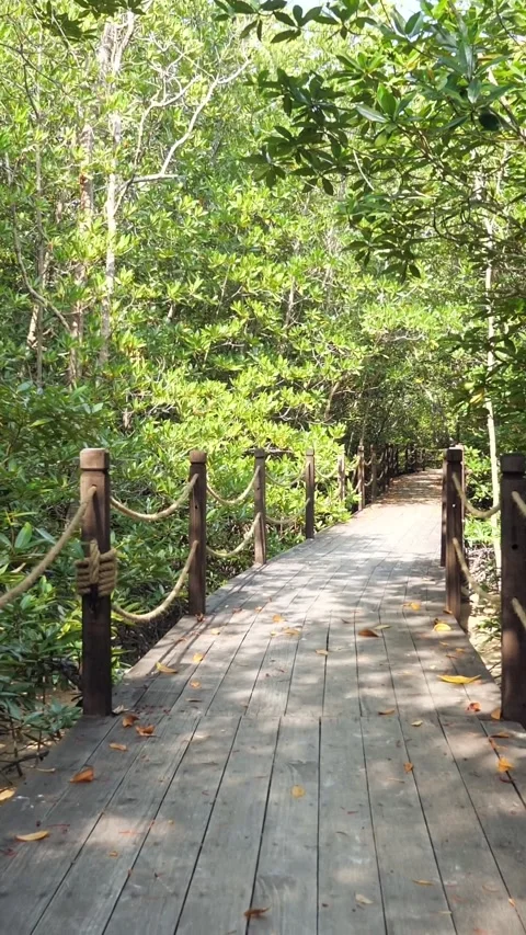 Sunlit Mangrove Boardwalk Path Through Dense Foliage And Rope Railing, Dappled Stock-Footage 334614761