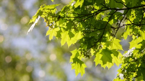 A sunlit maple branch with new green leaves and young ash keys 動画素材 39340832