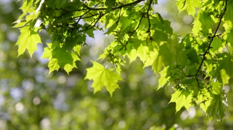 A sunlit maple branch with new green leaves and young ash keys 스톡 동영상 39341149