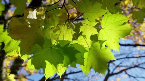 Sunlit maple branch with new green leaves and young ash keys Stock Footage 146109877
