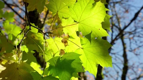 Sunlit maple branch with new green leaves and young ash keys Stock Footage 146110053