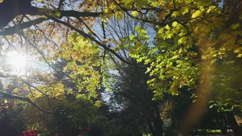 Sunlit maple branch with new green leaves and young ash keys Stock Footage 146154569