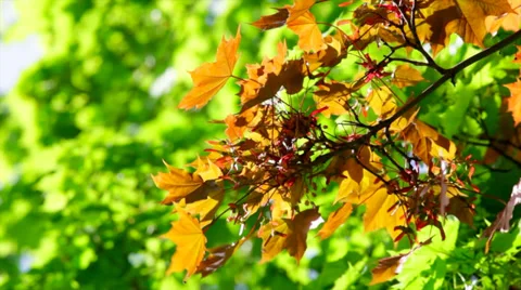 A sunlit maple branch with new red leaves and young ash keys 库存影片 39340714