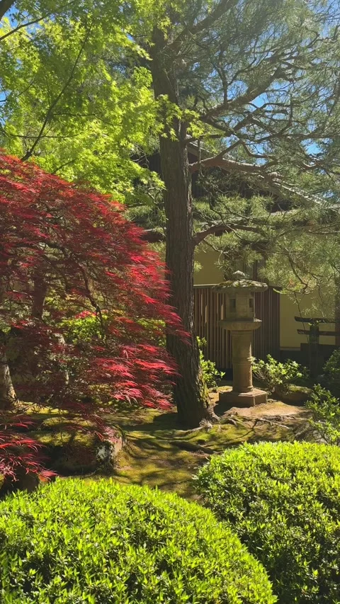 Sunlit Maple Foliage and Stone Lantern in Japanese Garden Stock Footage 347629821