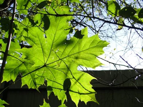 Sunlit maple leaf Stock Photos