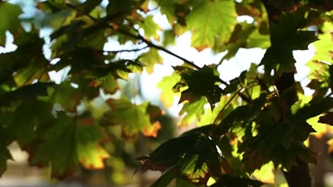 Sunlit maple leaves swaying on branches in autumn Stock Footage 347728474