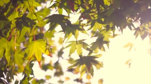 Sunlit Maple Leaves Swaying in a Soft Summer Breeze Stock Footage 342229031