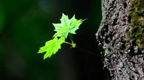 A sunlit maple sprout with new green leaves on tree trunk Vídeos de archivo 39341339