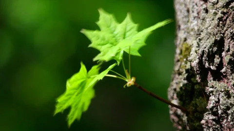 A sunlit maple sprout with new green leaves on tree trunk 库存影片 39341631