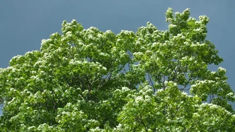 Sunlit maple tree on windy day. Suddenly becoming shady. Grey clouds. Stock Footage 219957279