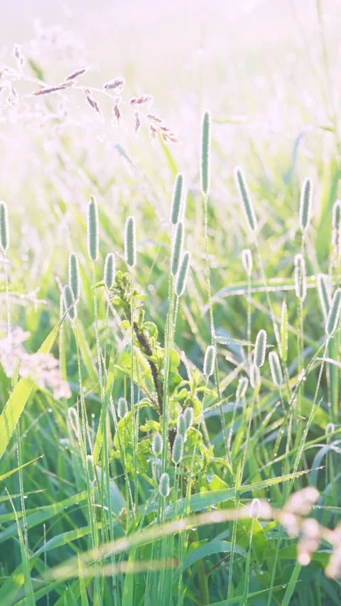 Sunlit meadow close view with foxtail seedheads rim lit by morning dew and warm  Stock Footage 341882307