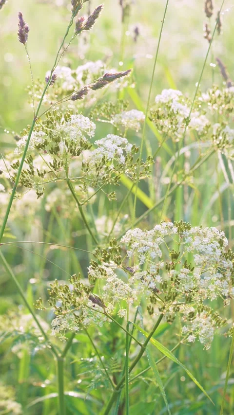 Sunlit meadow close-up with white umbel flowers and swaying grass in warm backli Stock Footage 341882311