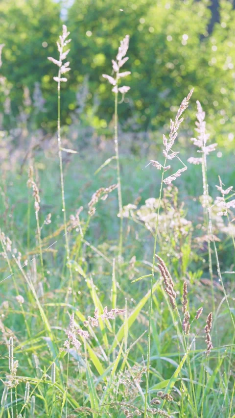 Sunlit meadow grass with dewdrops and backlit seed heads in vertical composition Stock Footage 341884061