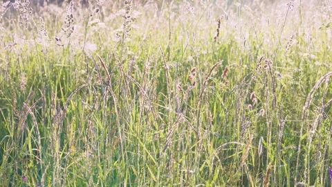 Sunlit meadow grasses with dew backlit by low morning sun, close low-angle panor Stock Footage 341883526