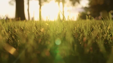 Sunlit meadow surrounded by tall trees in central park Stock-Footage 271475817
