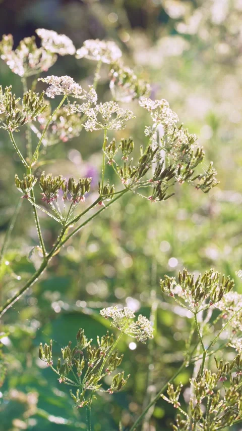 Sunlit meadow umbels swaying with dew kissed seedpods under warm backlight and s Stock Footage 341884659