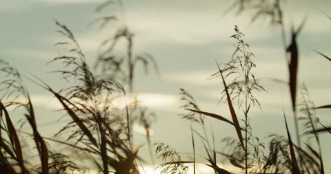 Sunlit Meadow with Wild Grass and Blue Sky 2 Stock Footage 300262953