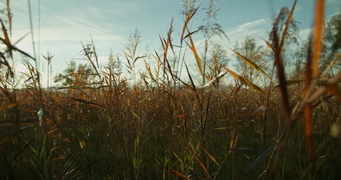 Sunlit Meadow with Wild Grass and Blue Sky Stock Footage 300264160