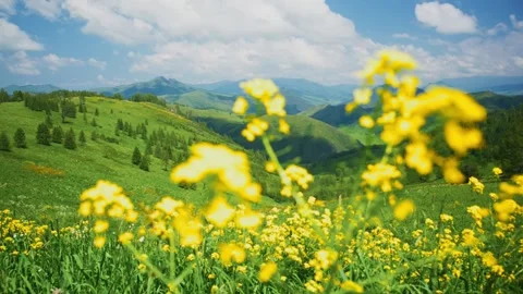 Sunlit meadow with yellow blossoms, rolling hills, and distant mountains Stock Footage 334123788