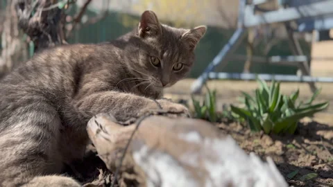 Sunlit Mischief: Amusing Day with a Grey Street Cat and Toy Mouse in April 動画素材 271124153