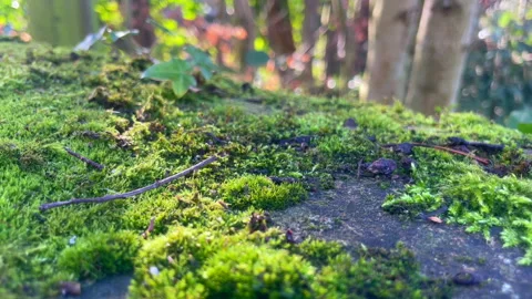 Sunlit moss and river Stock Footage 299864068