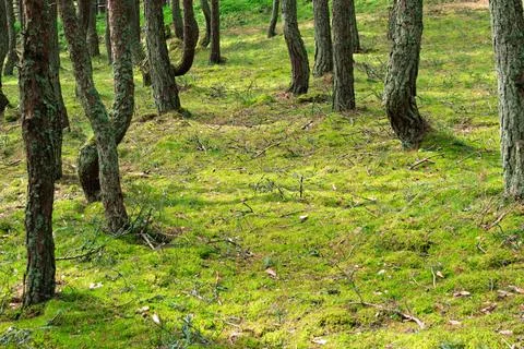 Sunlit moss and twisted pine trunks create a bright carpet in a tranquil fo.. Stock Photos
